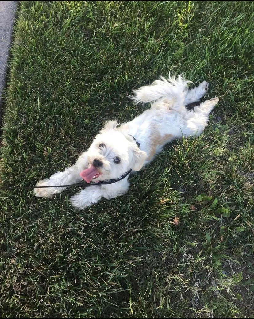 Lost dog in San Bernardino, CA, 92404
