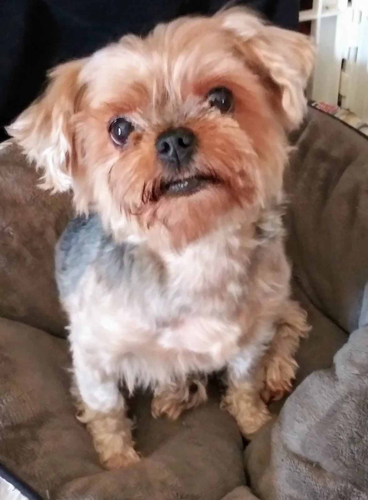 Lost dog in Phoenix, AZ, 85043