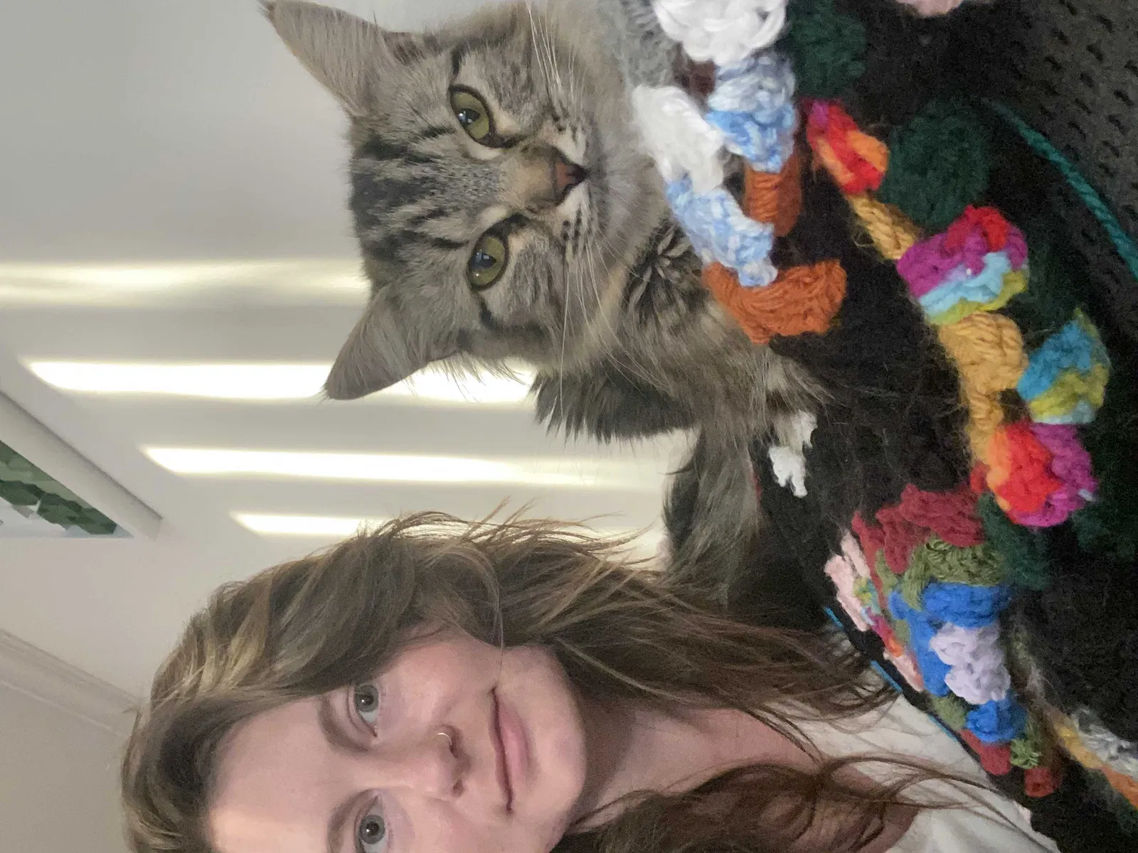 Lost cat in Woodridge, IL, 60517