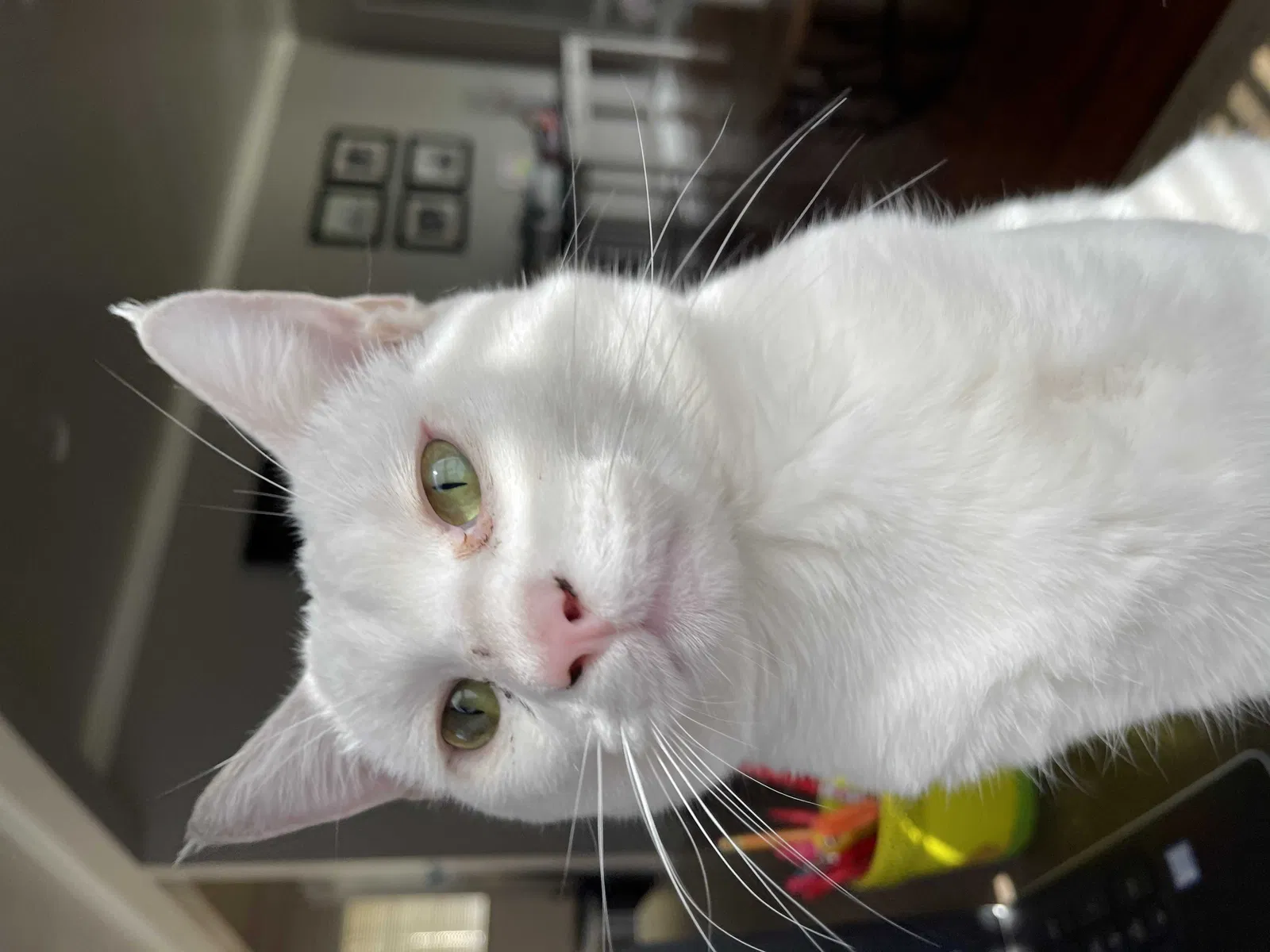 Lost cat in Downey, CA, 90241