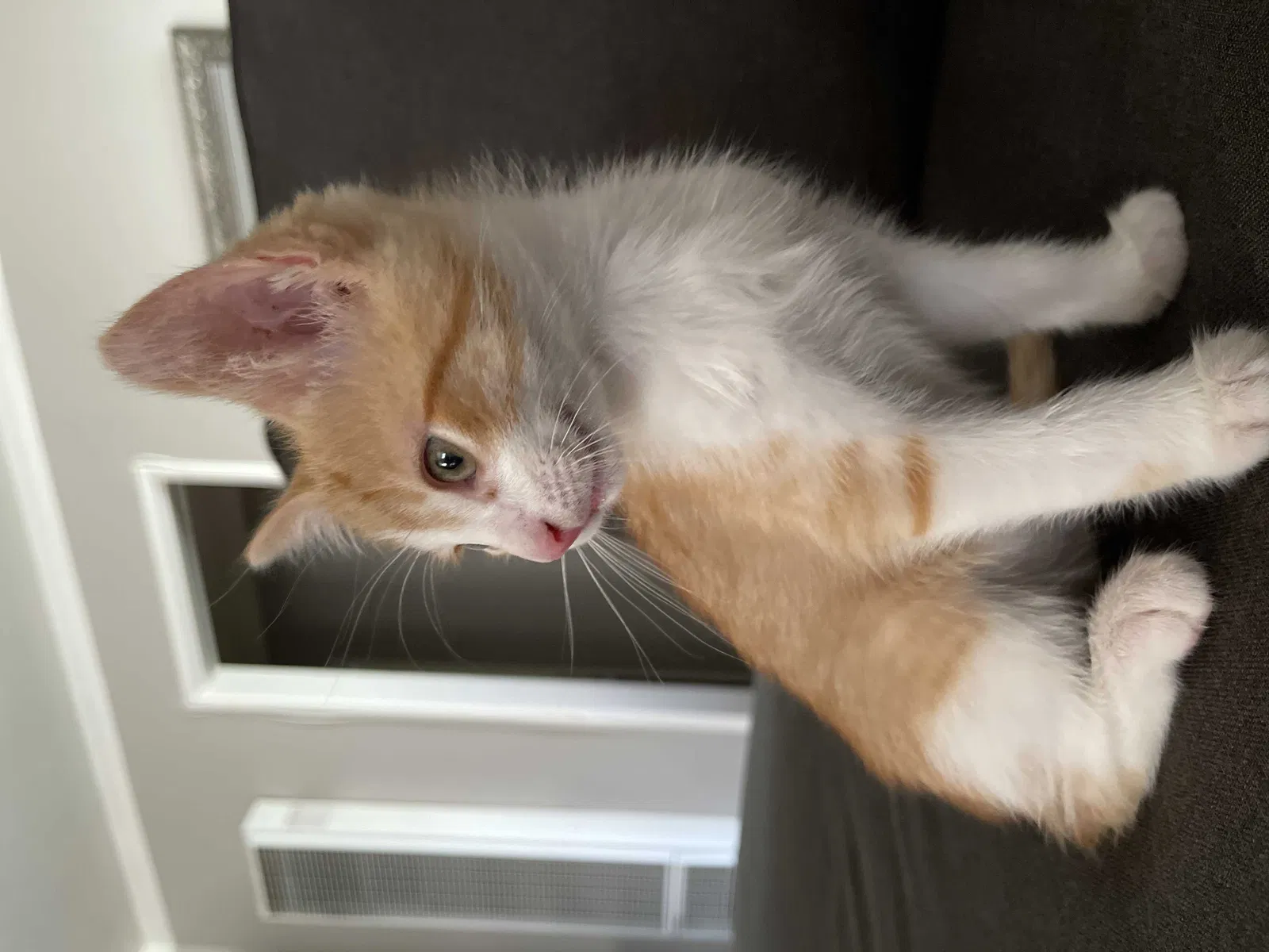 Lost cat in Downey, CA, 90241