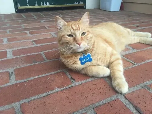 Lost cat in Tulsa, OK, 74137