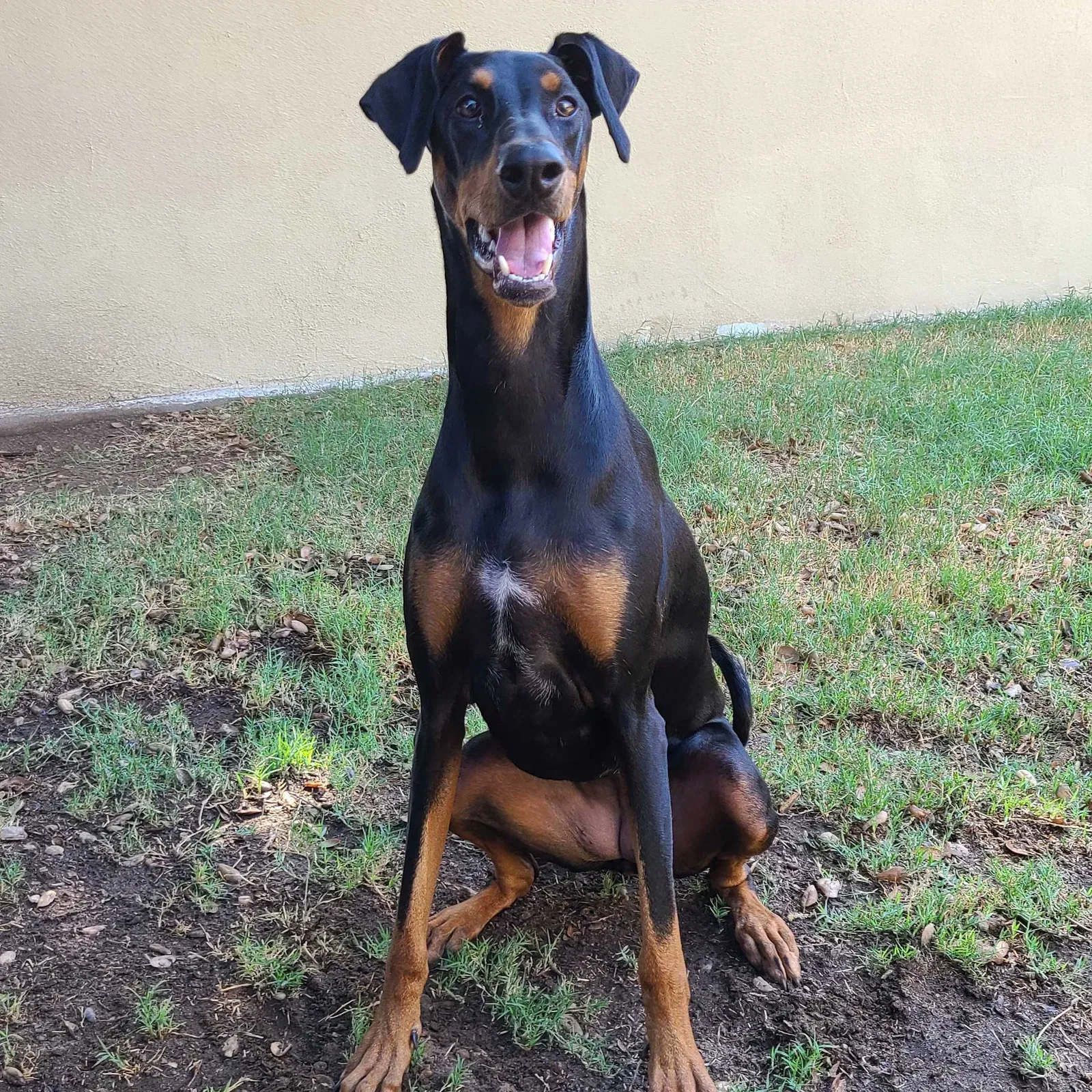Lost dog in Fontana, CA, 92335