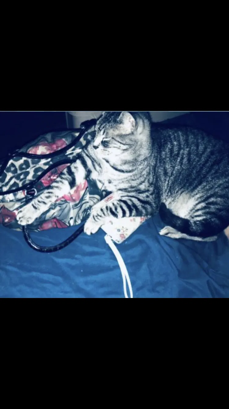 Lost cat in Garland, TX, 75042