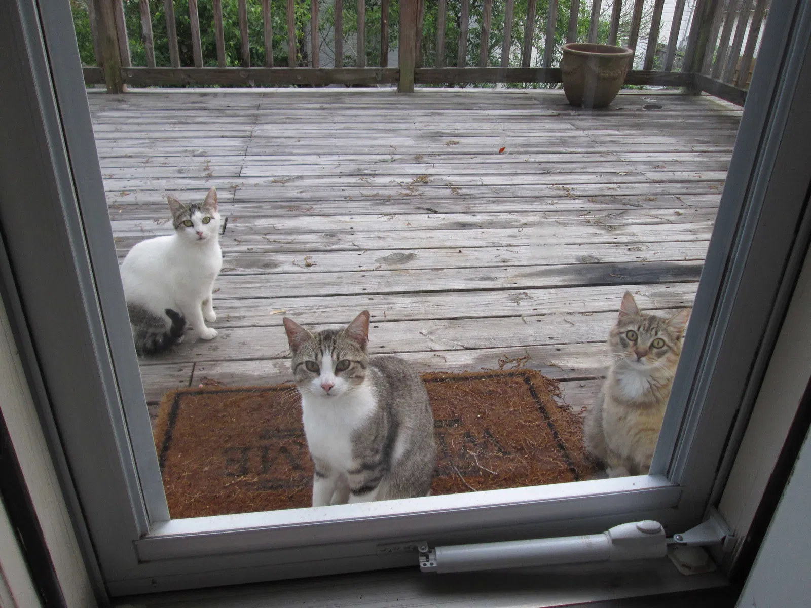 Lost cat in North Little Rock, AR, 72116