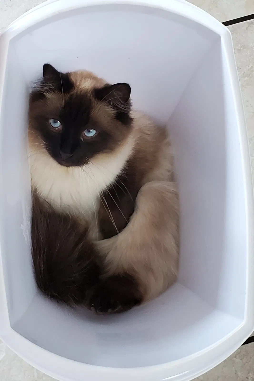 Lost cat in Colorado Springs, CO, 80904