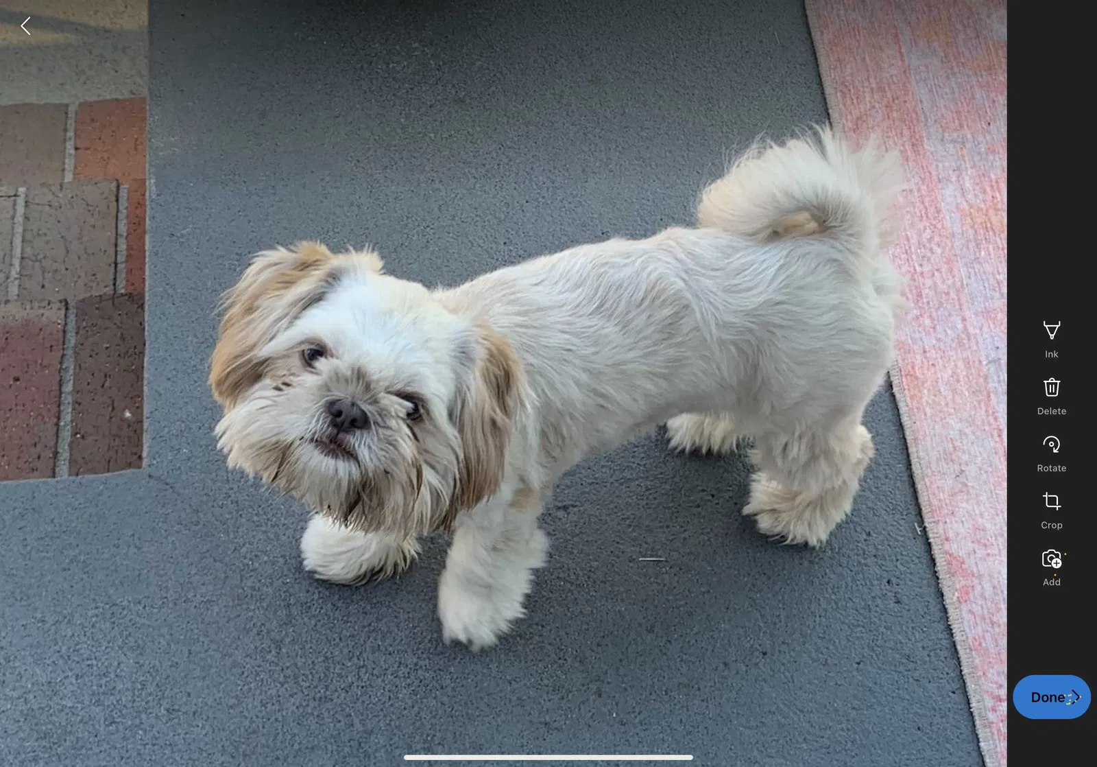 Lost dog in Denver, CO, 80226