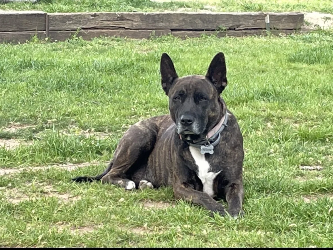 Lost dog in Rainbow, TX, 76077