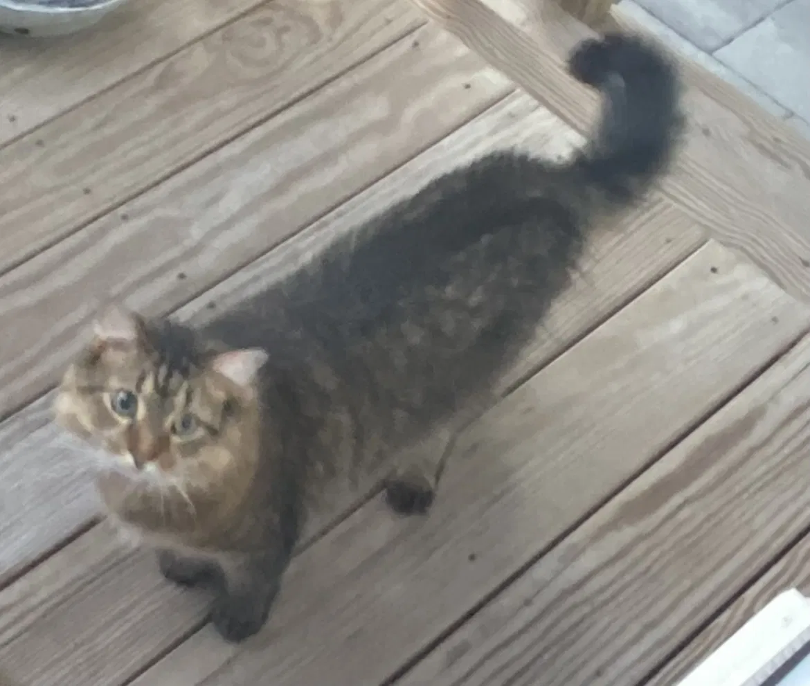 Lost cat in Cranston, RI, 2920