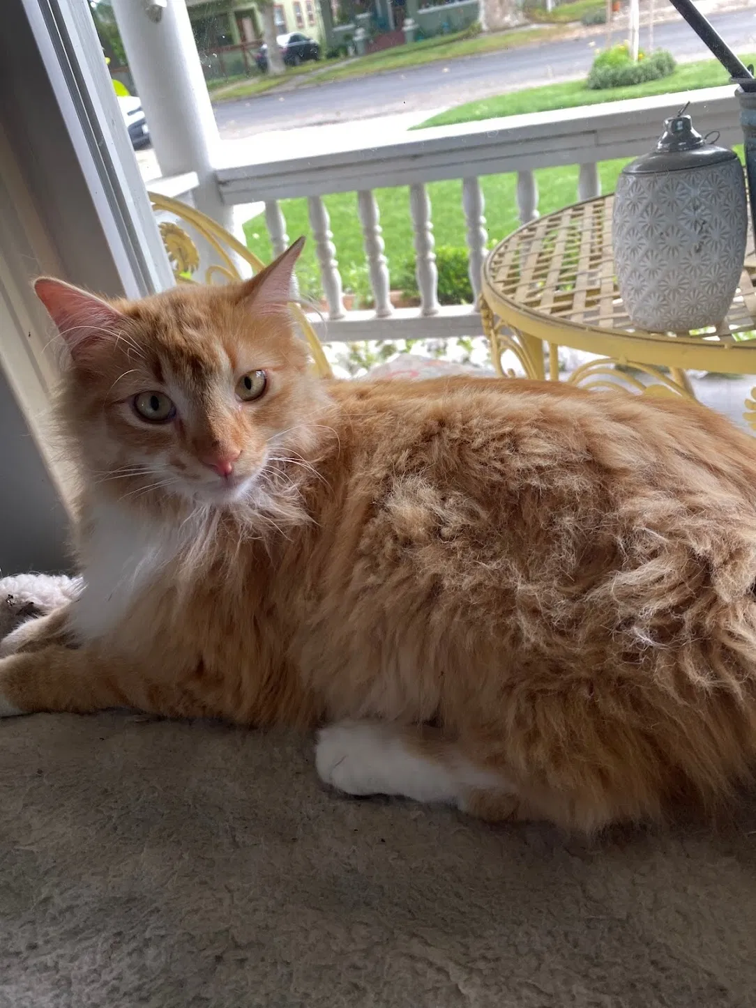 Lost cat in Turlock, CA, 95380