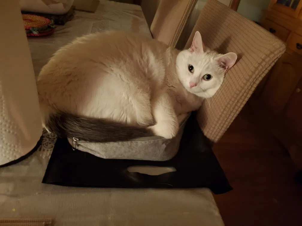 Lost cat in Waterbury, CT, 6704
