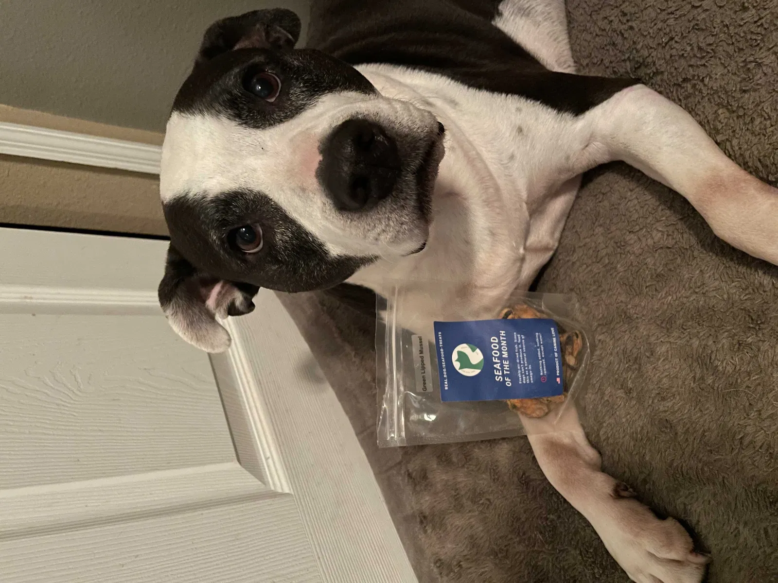 Lost dog in Colorado Springs, CO, 80922
