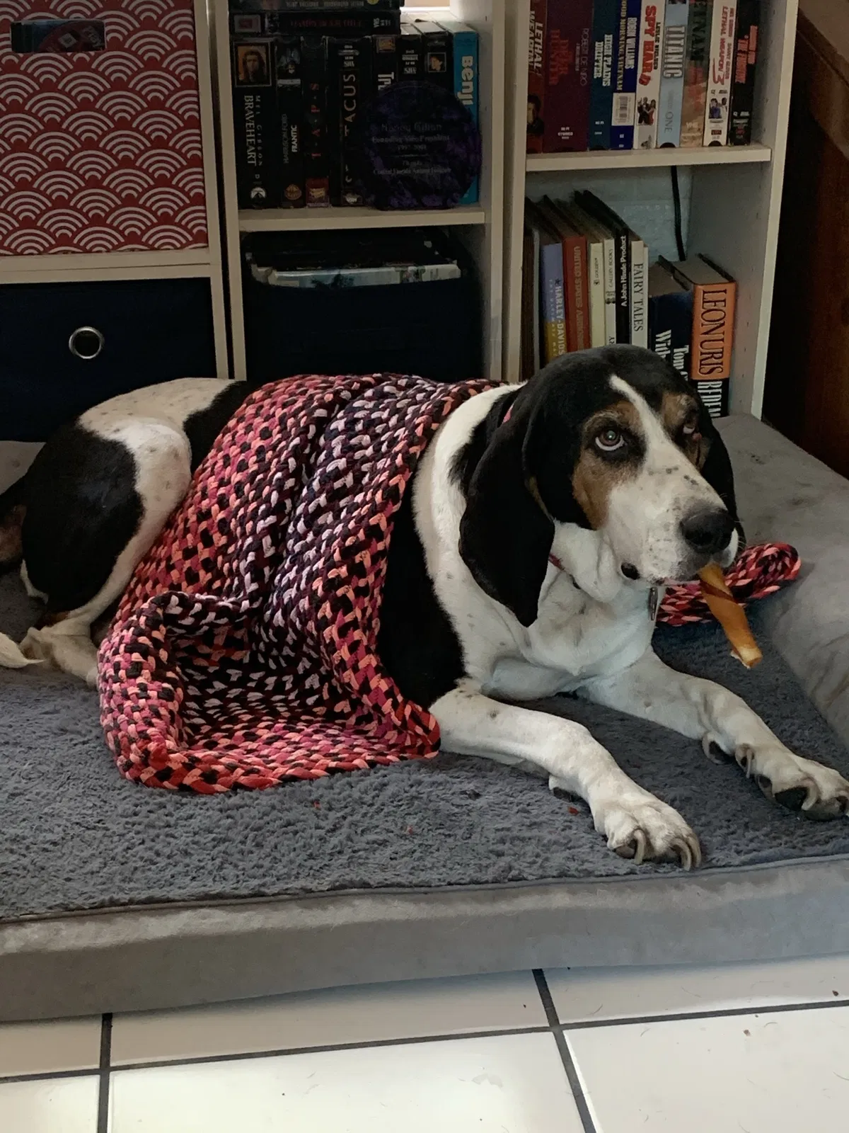 Lost dog in Lakeland, FL, 33801