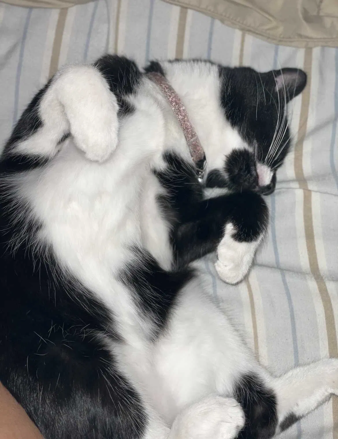 Lost cat in Port Richey, FL, 34668