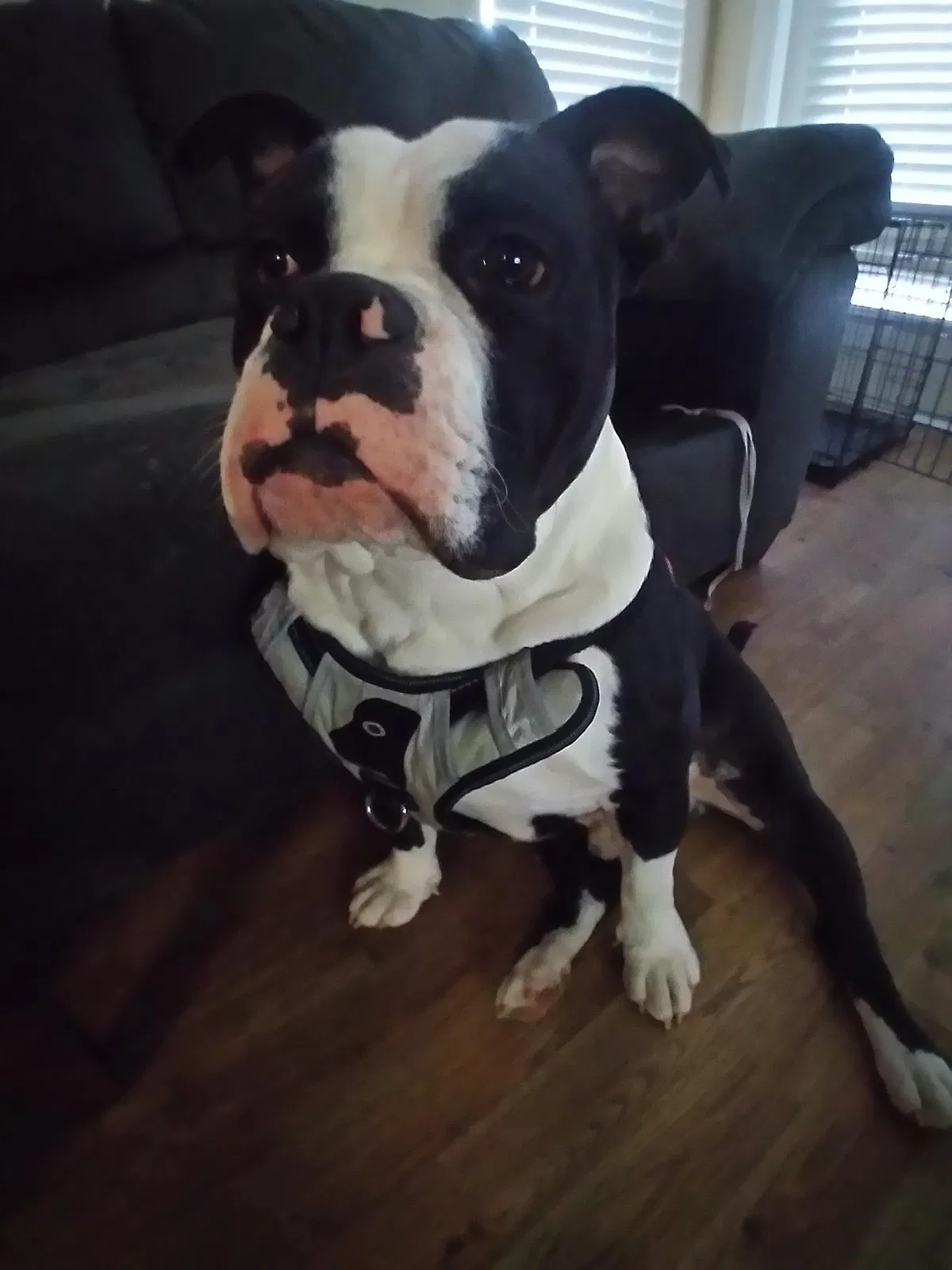 Lost dog in Charlotte, NC, 28216