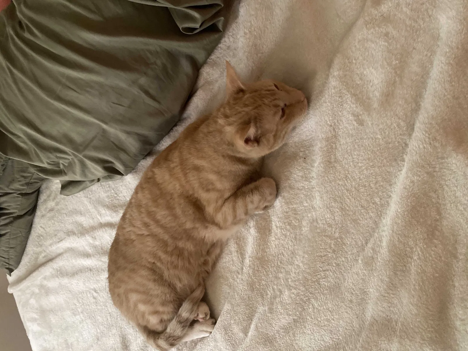 Lost cat in Citrus Heights, CA, 95621