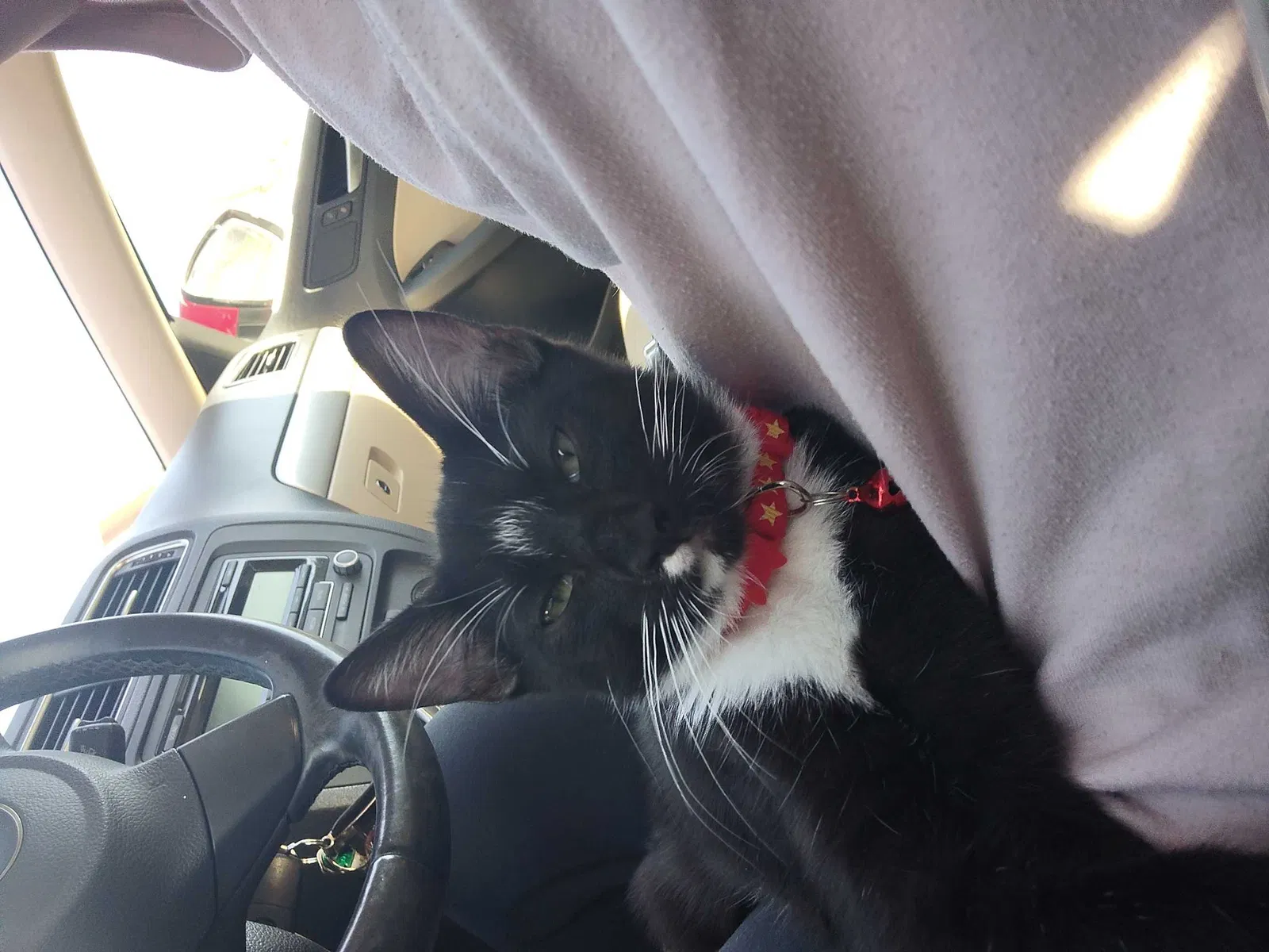 Found cat in Killeen, TX, 76549