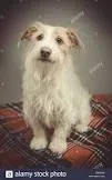 Lost dog in Villa Rica, GA, 30180