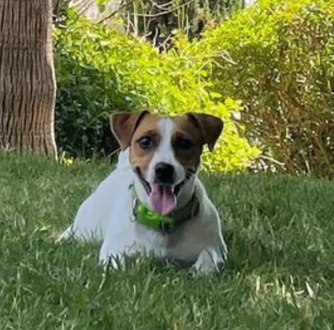 Lost dog in La Mesa, CA, 91942