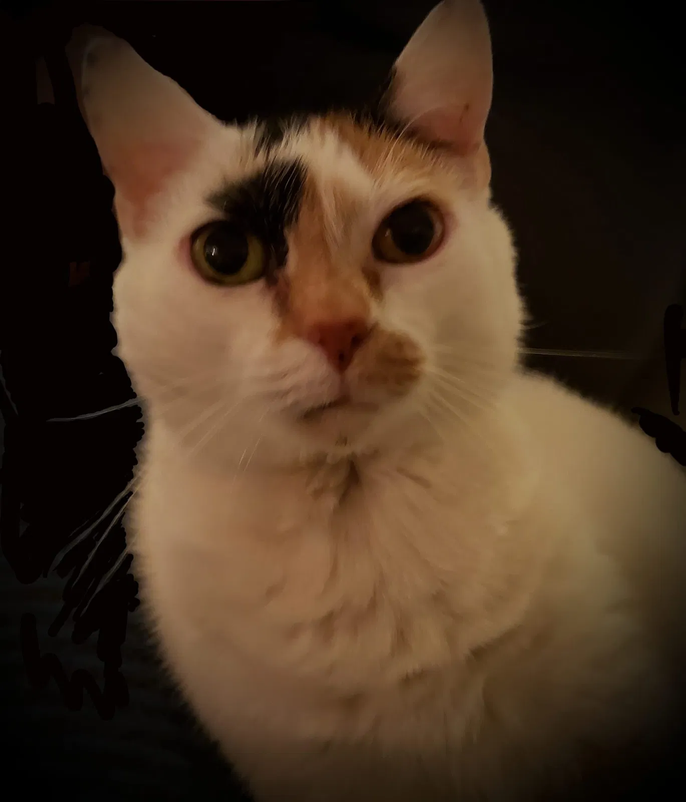 Lost cat in Pigeon Forge, TN, 37863