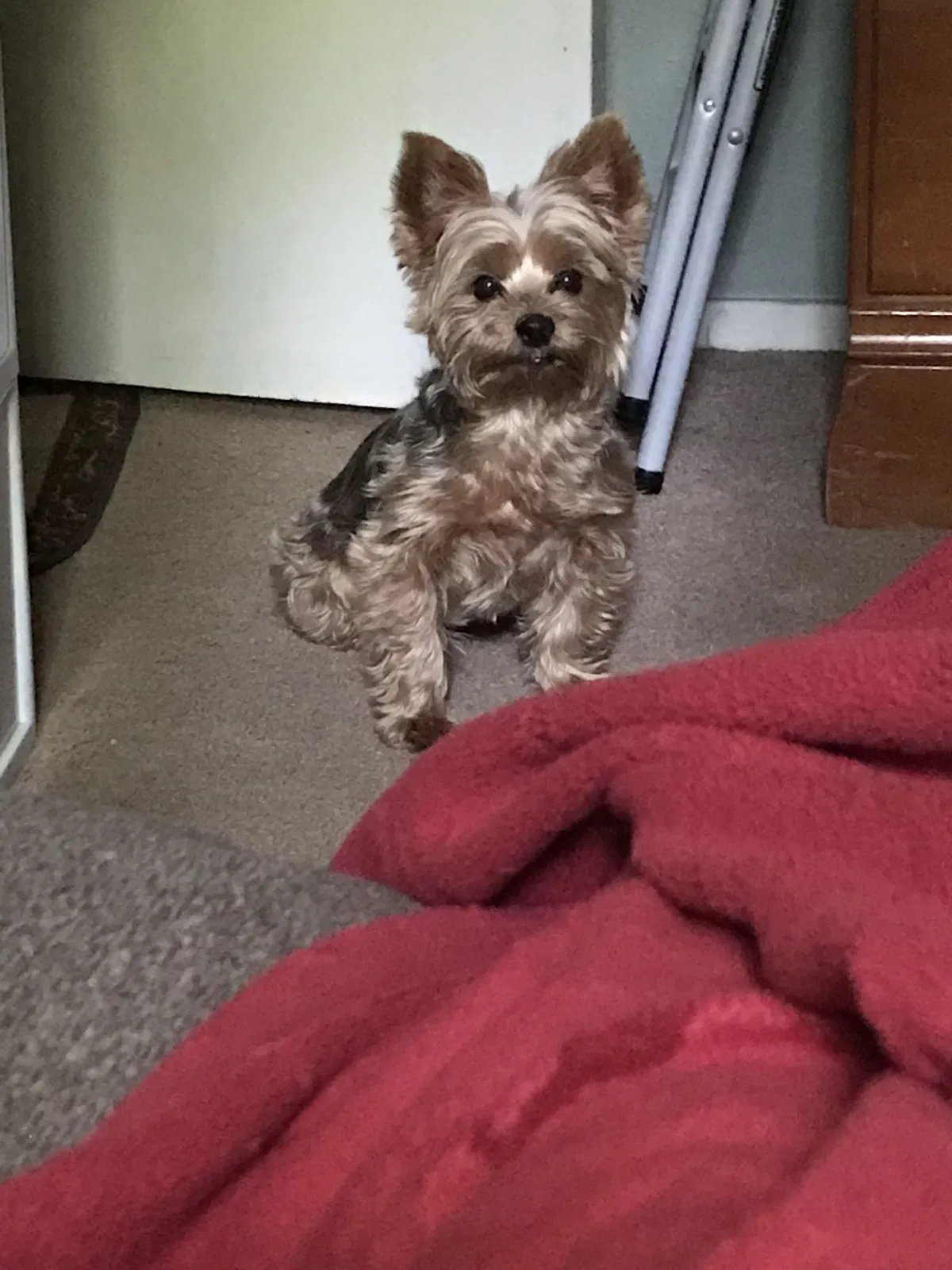 Lost dog in Austin, TX, 78727