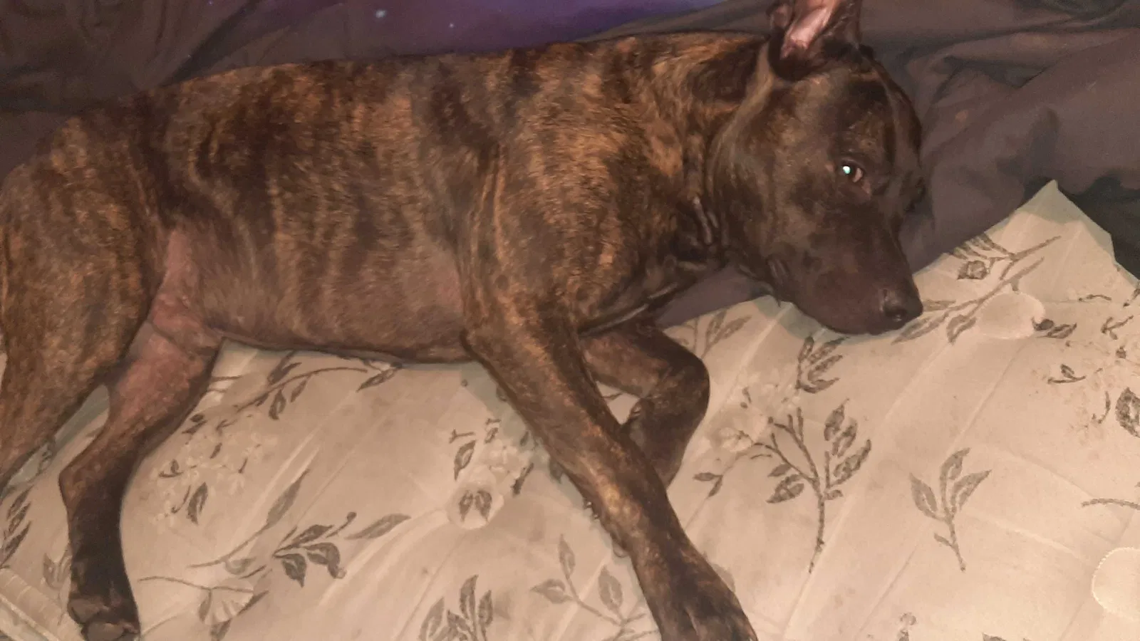 Found dog in Independence, MO, 64056