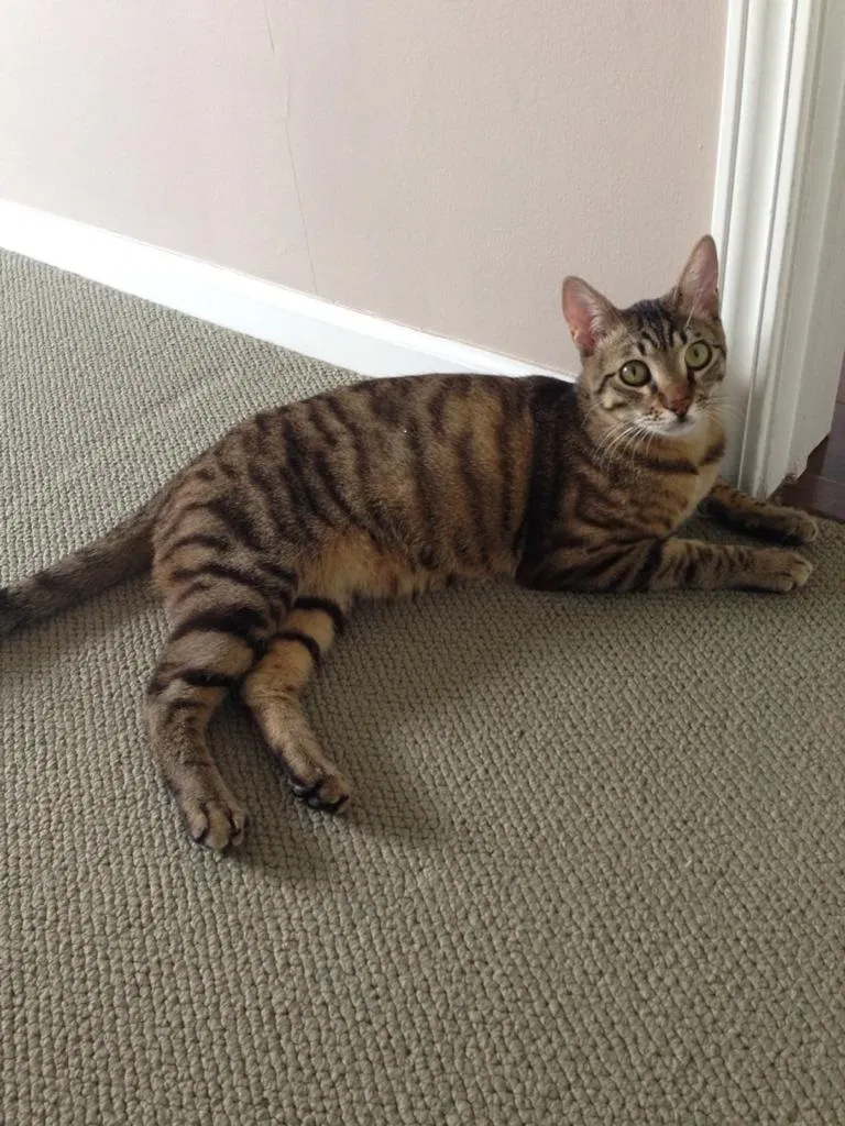 Lost cat in Schaumburg, IL, 60193