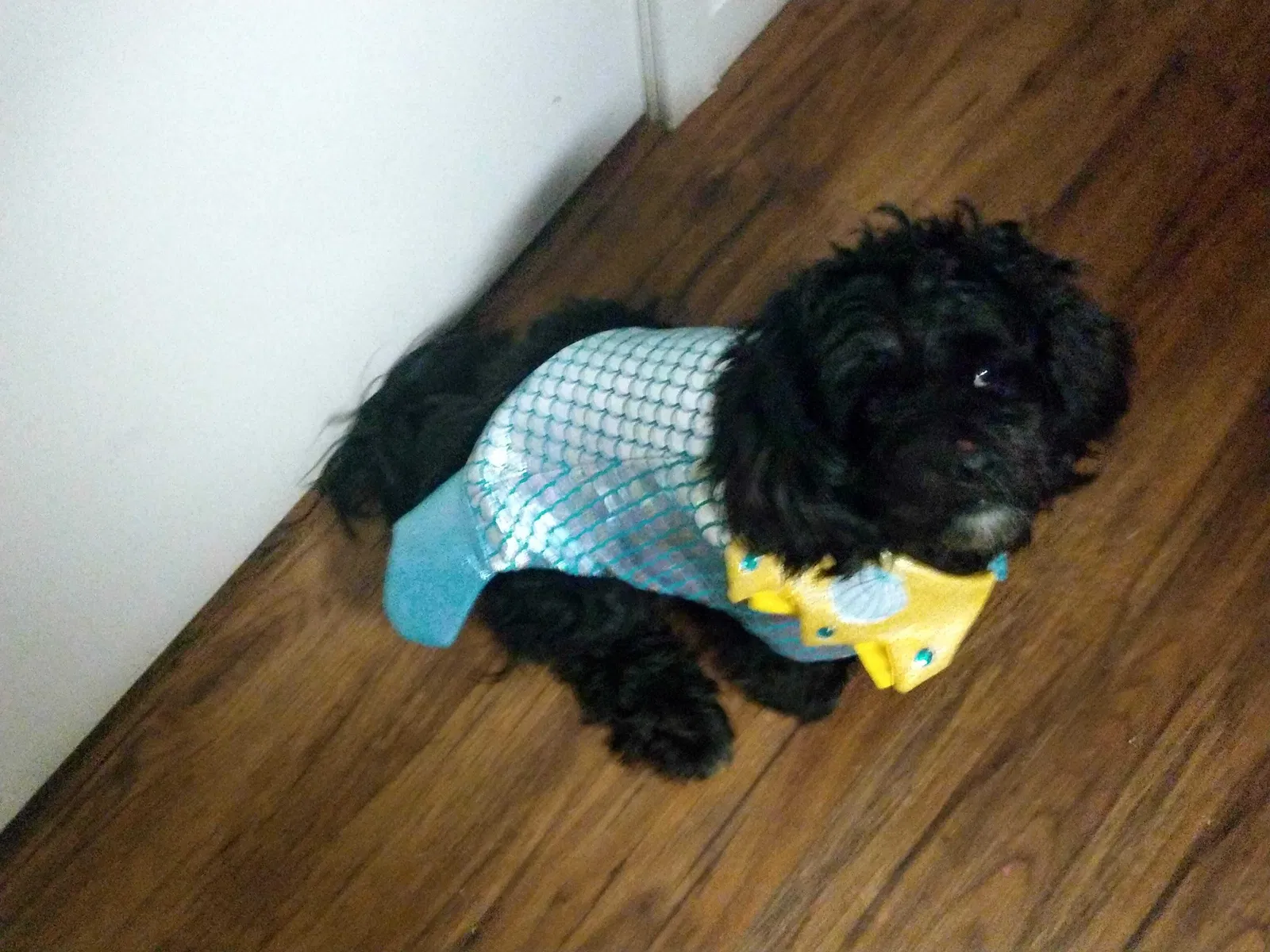 Lost dog in Albuquerque, NM, 87105