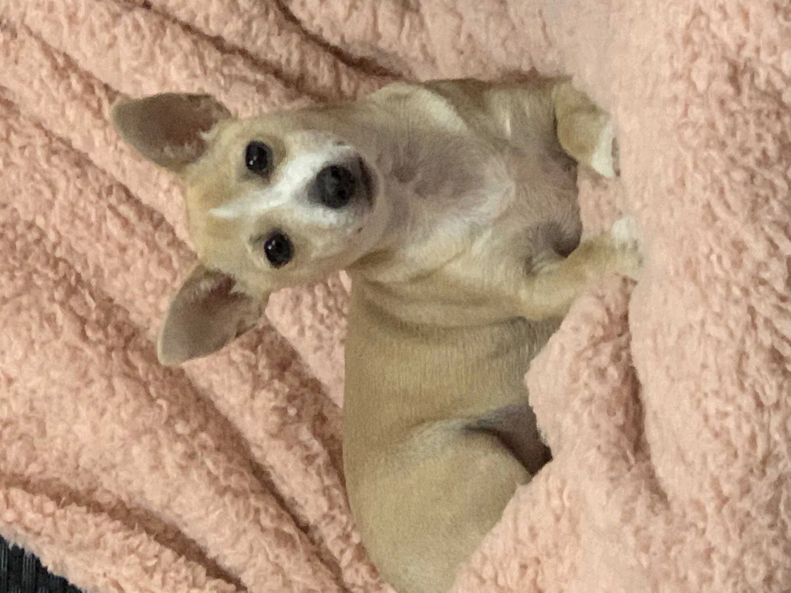 Lost dog in Louisville, KY, 40219