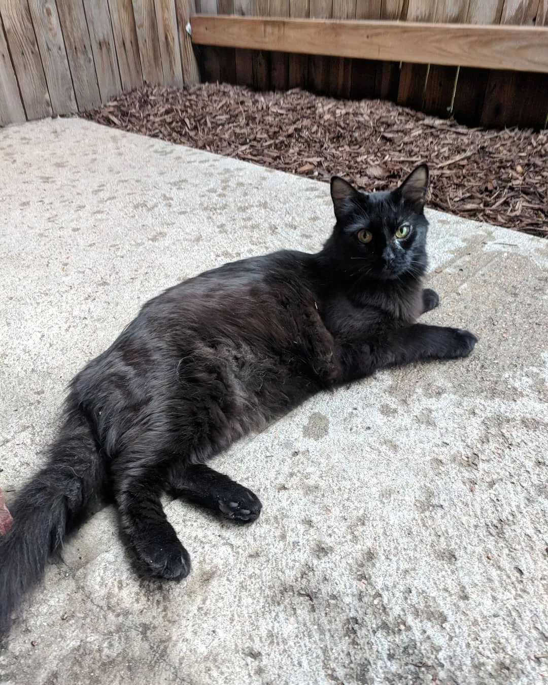 Lost cat in Denver, CO, 80231