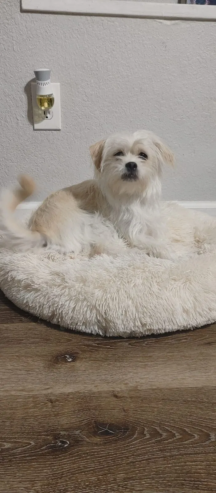 Lost dog in Balch Springs, TX, 75180
