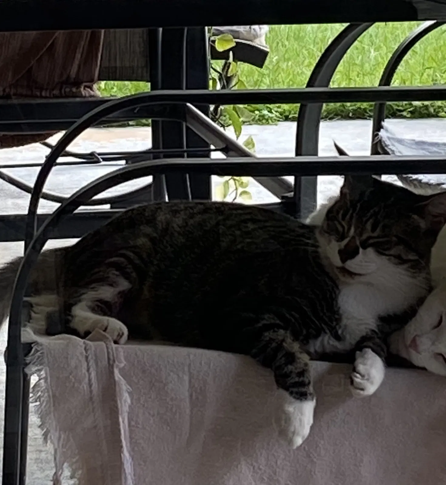 Lost cat in Alachua, FL, 32615