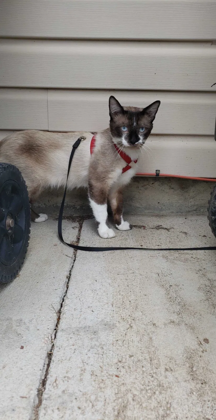 Lost cat in Denver, CO, 80233