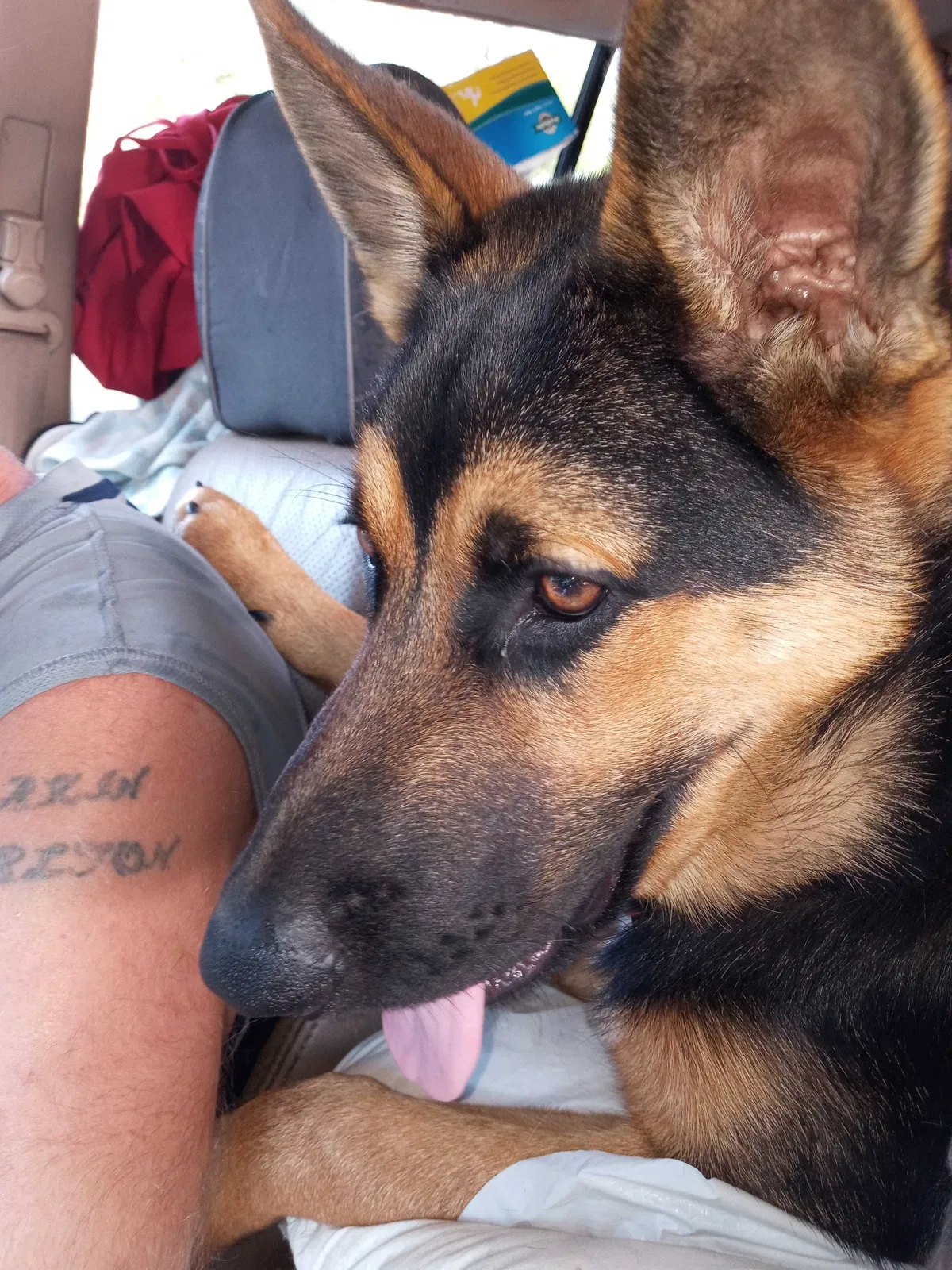 Lost dog in Folsom, CA, 95630