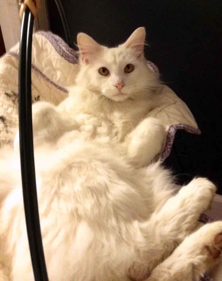 Lost cat in Cincinnati, OH, 45251