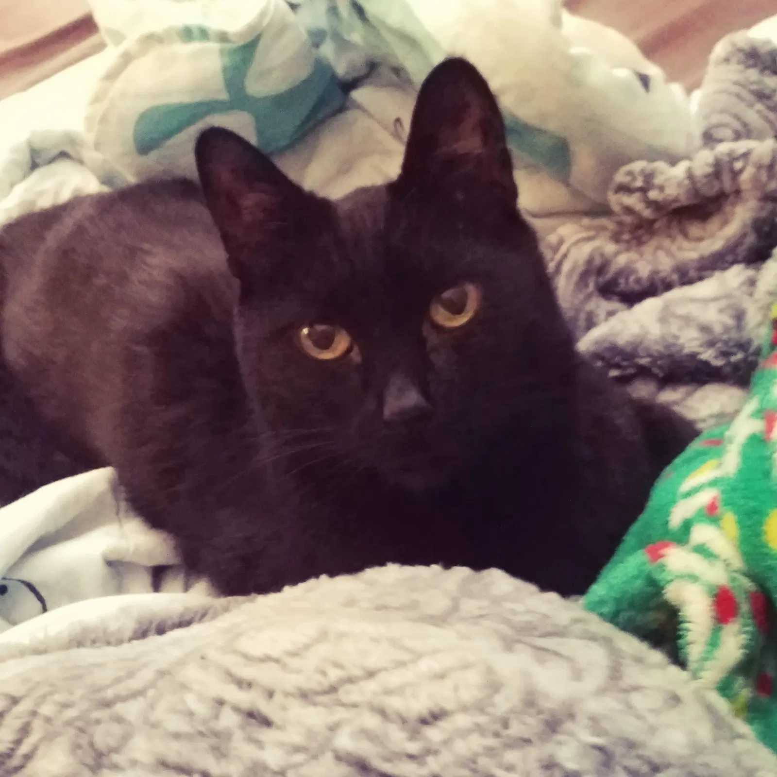 Lost cat in Redmond, WA, 98052