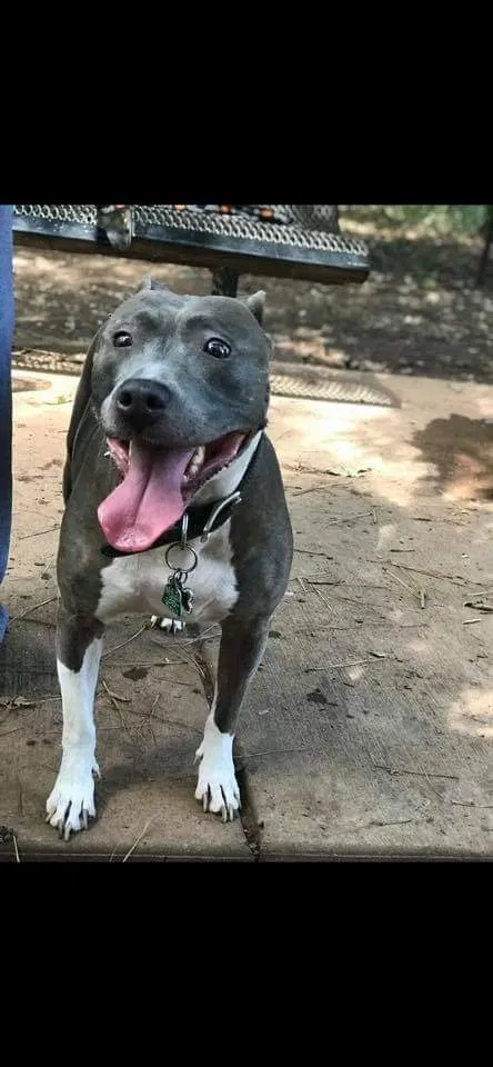 Lost dog in Birmingham, AL, 35205