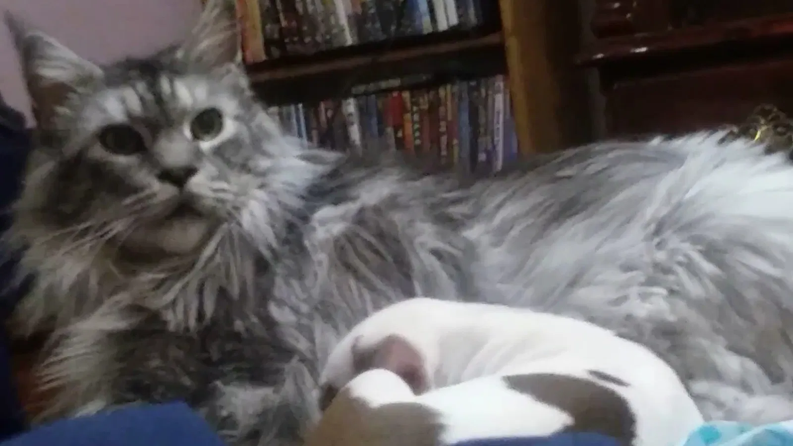 Lost cat in Rio Rancho, NM, 87124