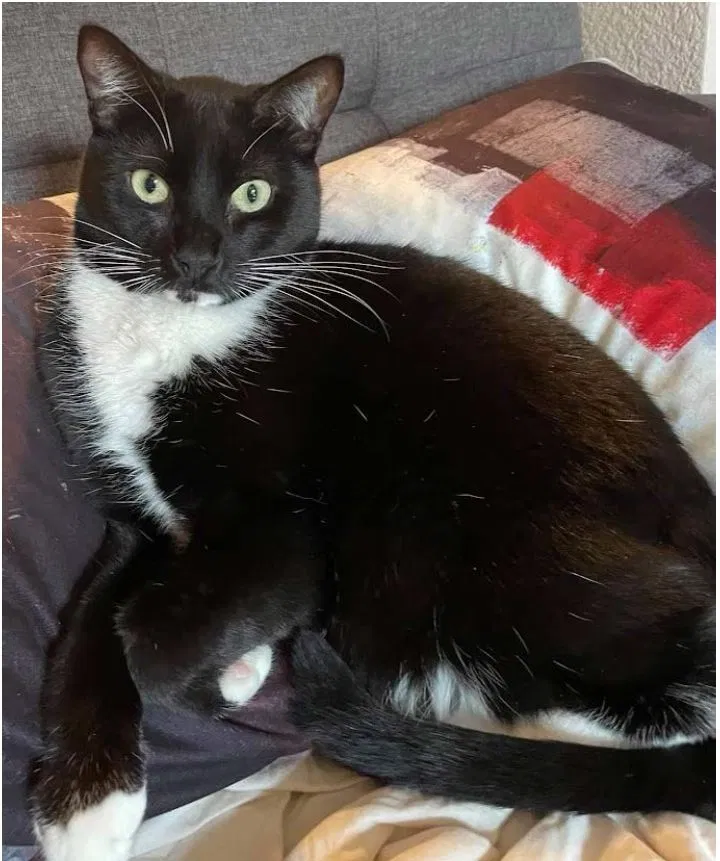 Lost cat in Broomfield, CO, 80023