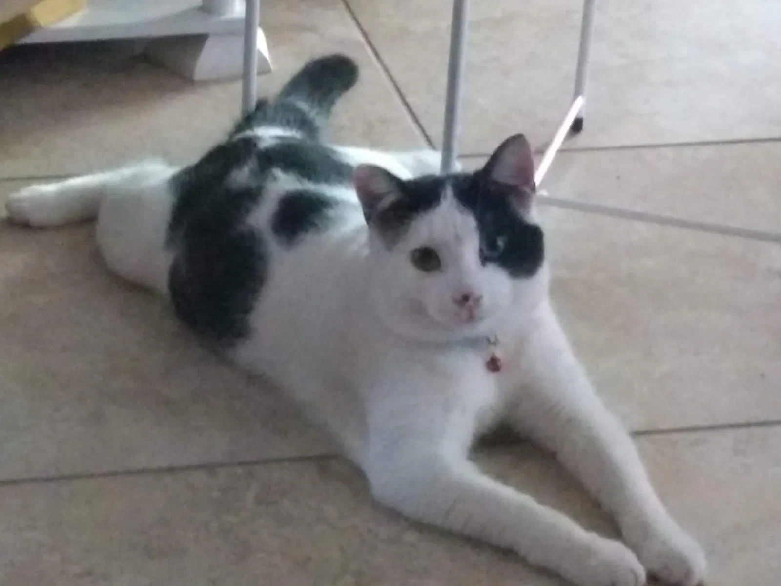 Lost cat in Kissimmee, FL, 34741