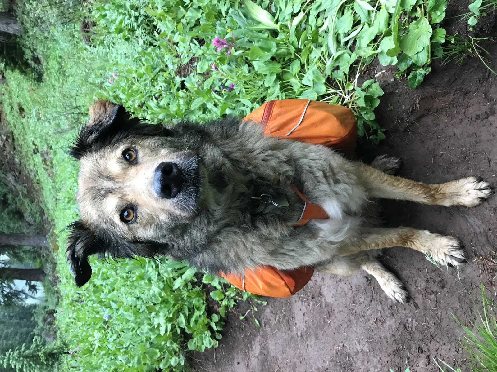 Lost dog in Minneapolis, MN, 55419