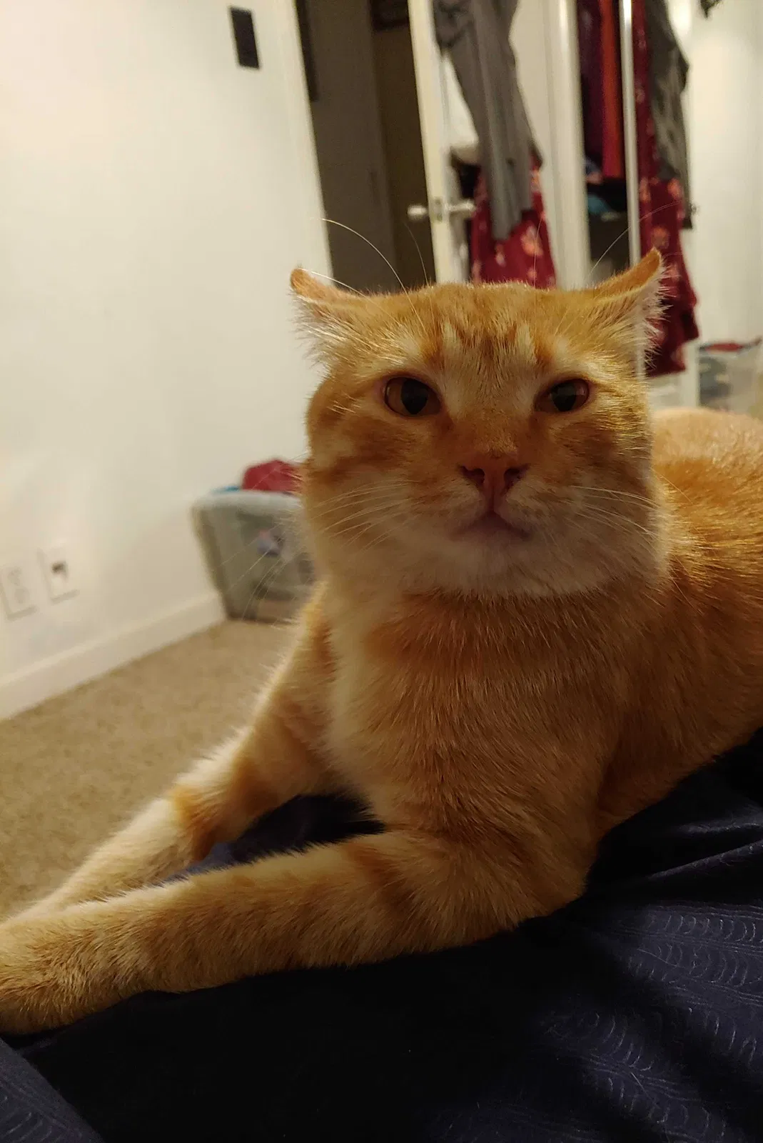 Lost cat in Charleston, WV, 25311