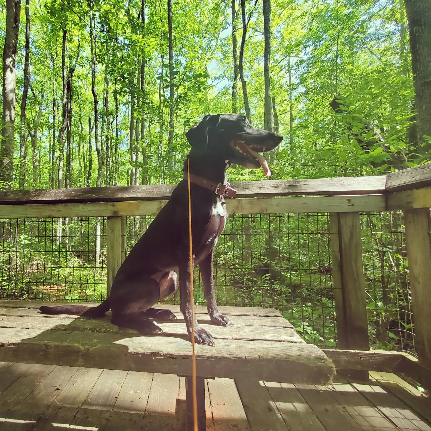 Lost dog in Davenport, IA, 52802