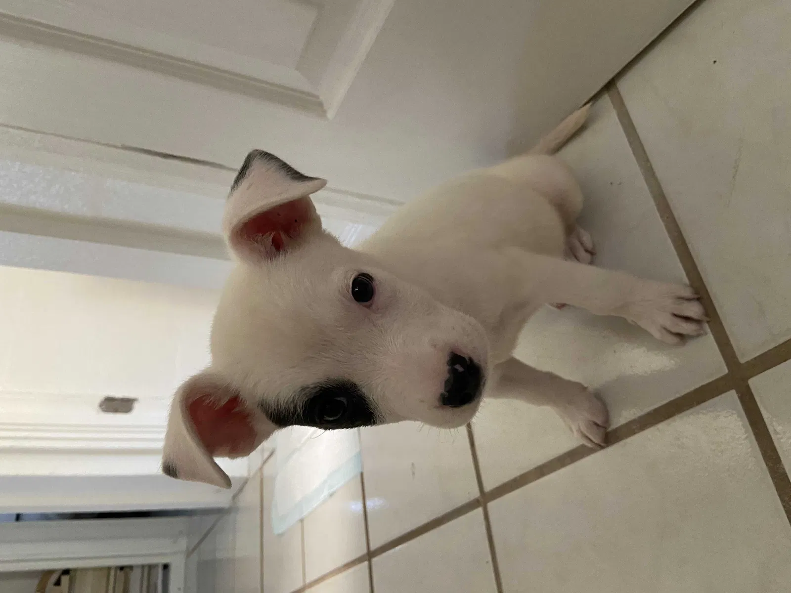 Lost dog in Deland, FL, 32720