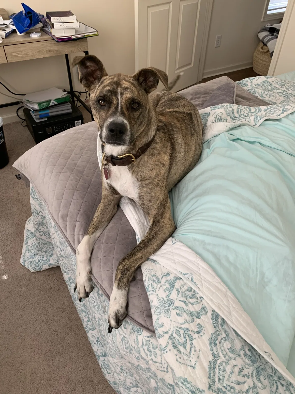 Lost dog in Opelika, AL, 36801