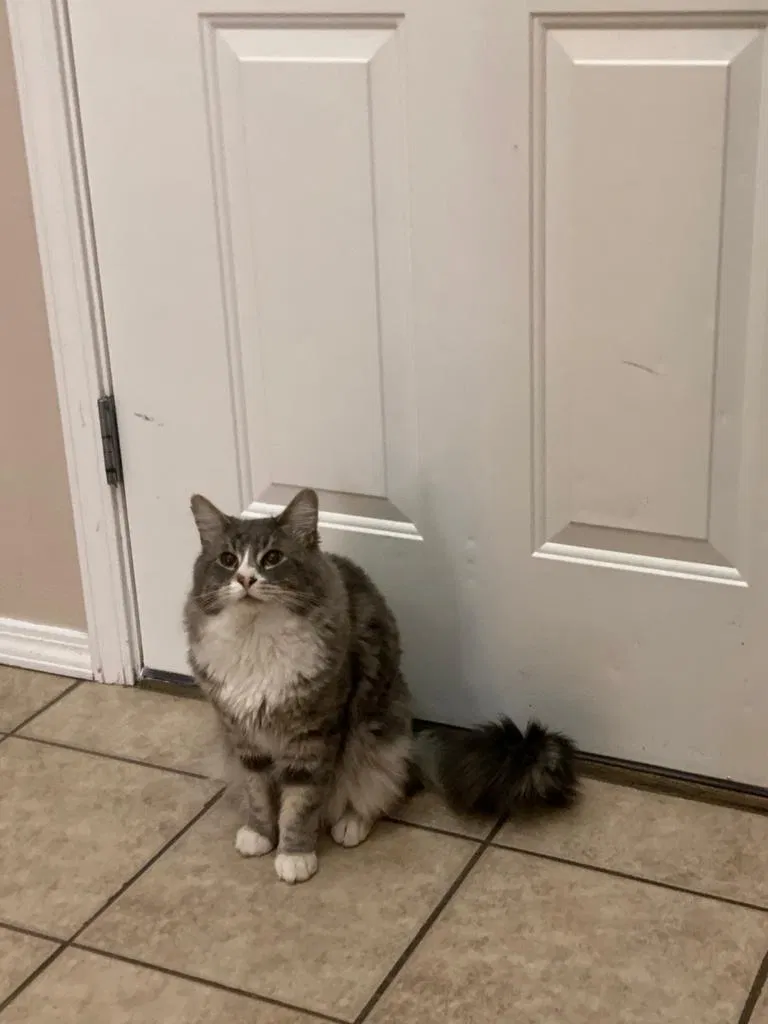 Lost cat in Veradale, WA, 99037