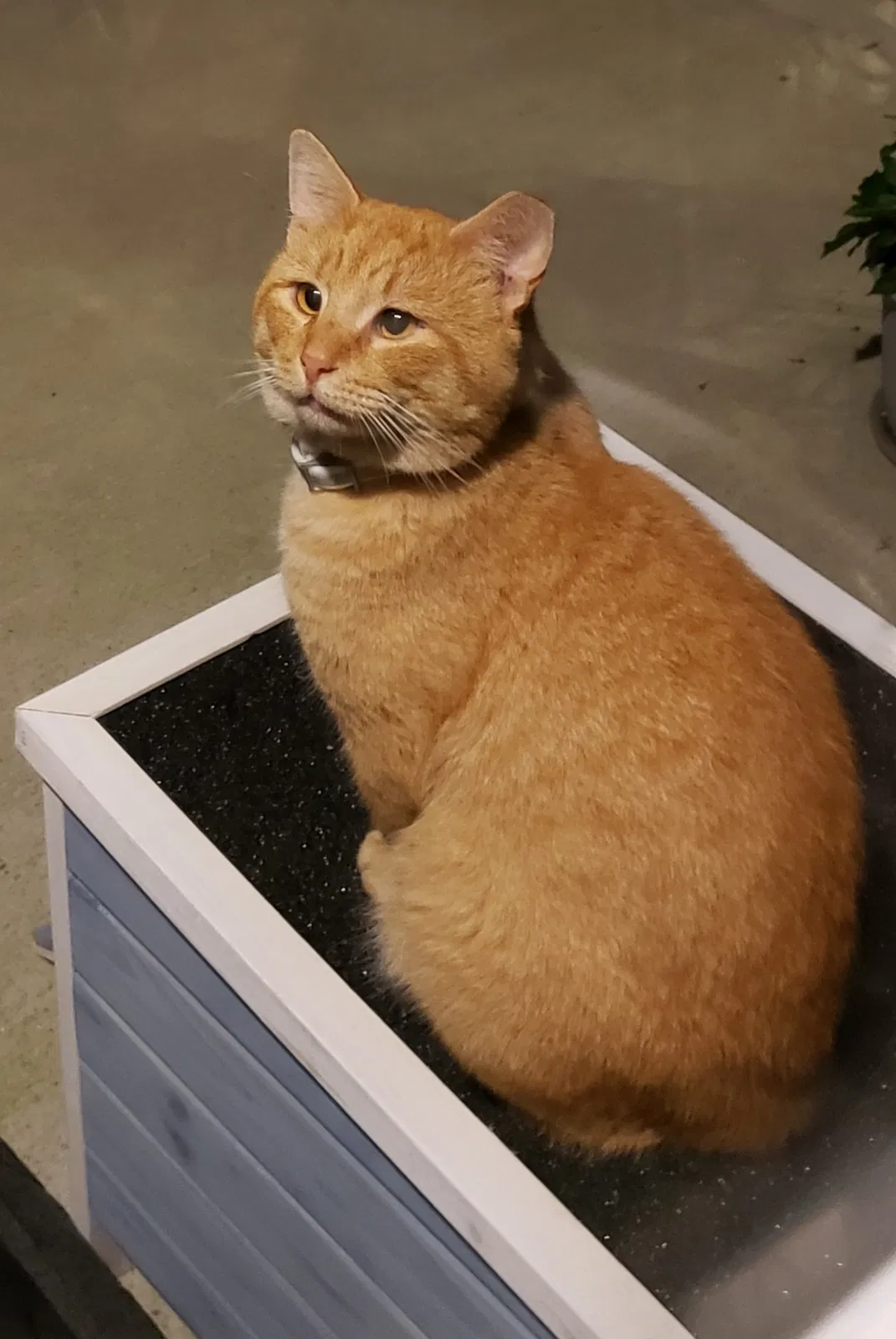 Lost cat in Cumming, GA, 30040