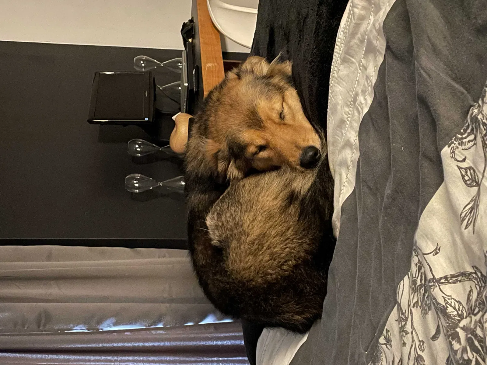 Lost dog in Alpharetta, GA, 30009