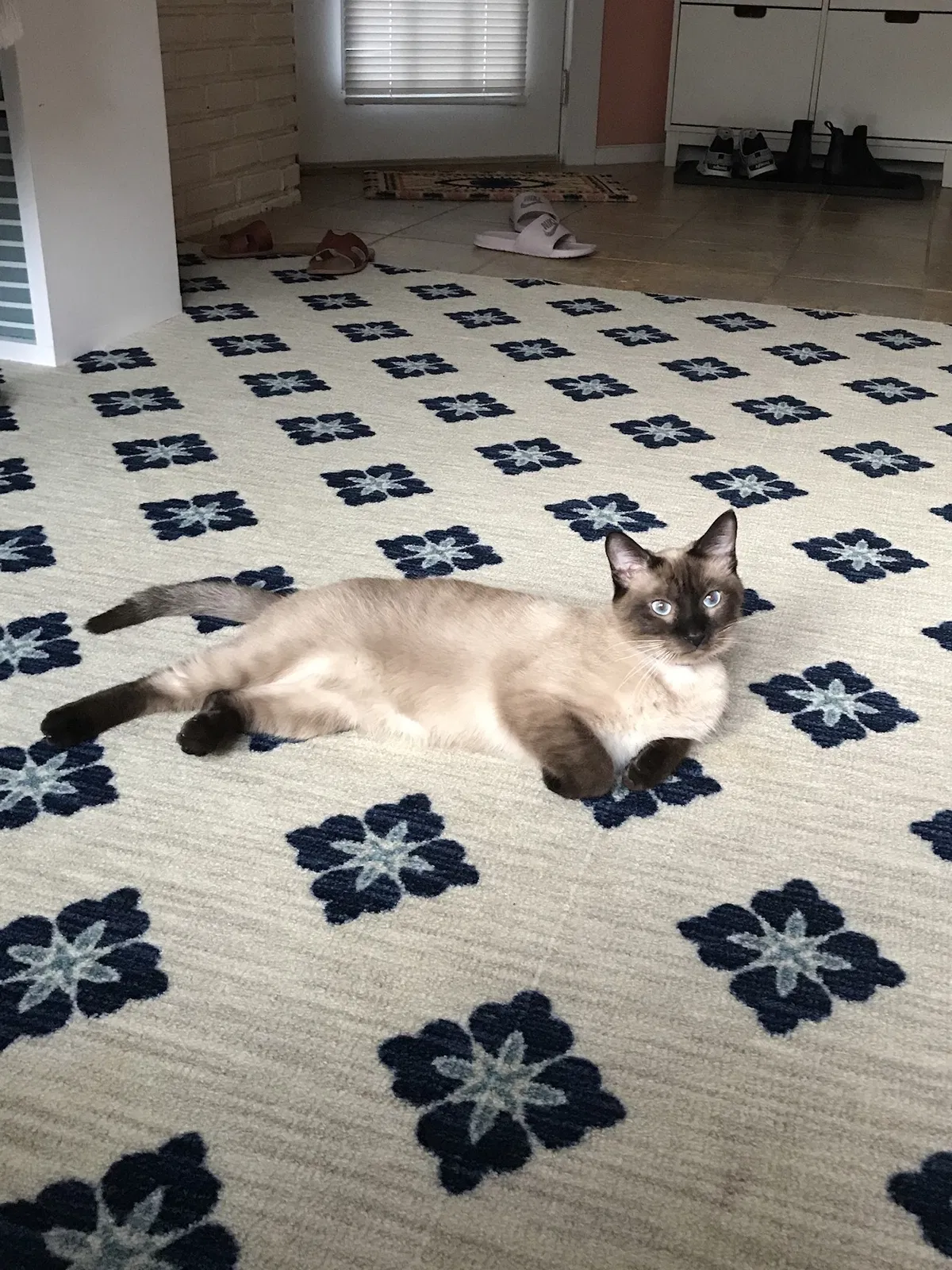 Lost cat in Tulsa, OK, 74120