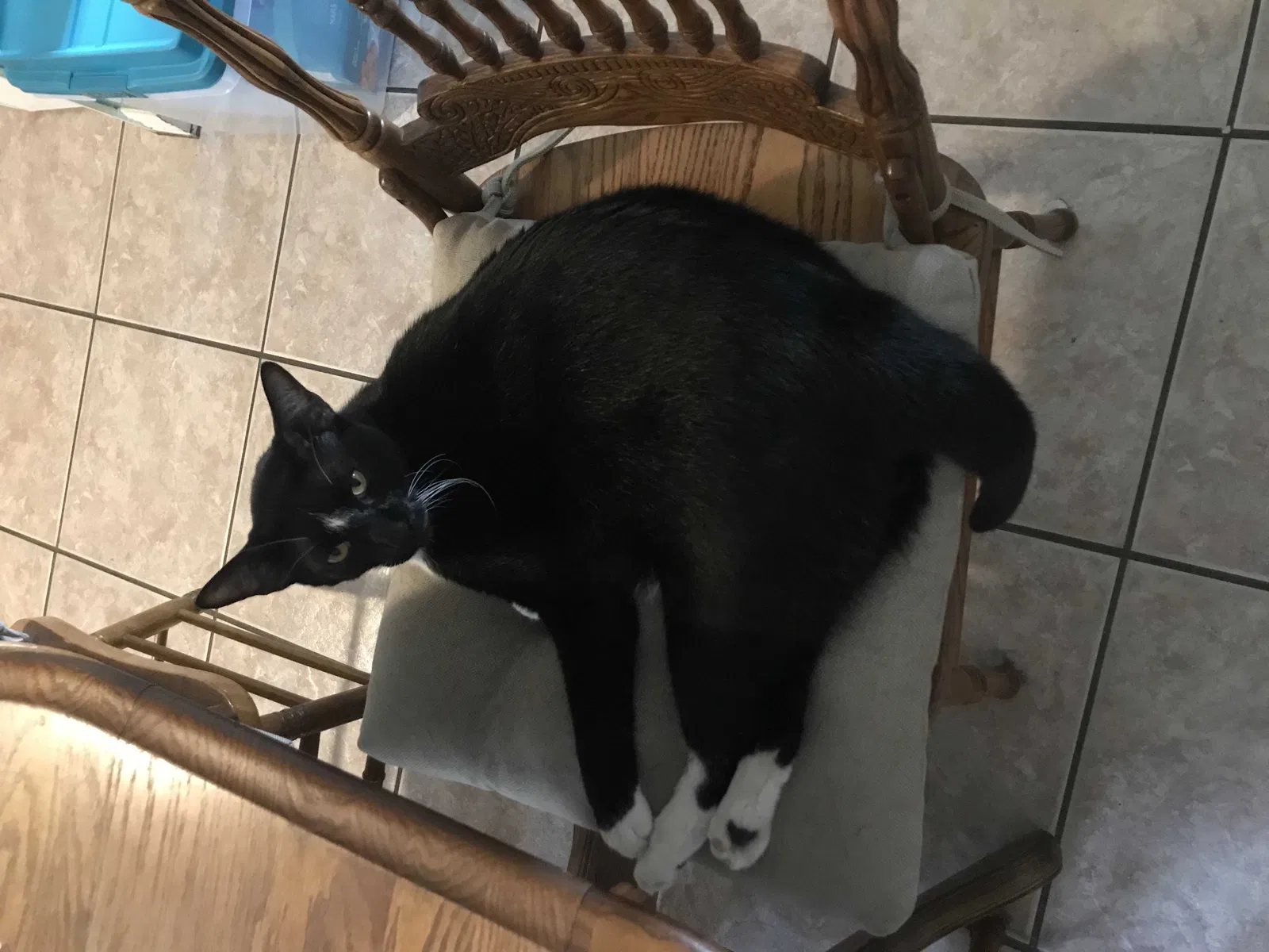 Lost cat in Palm Bay, FL, 32907